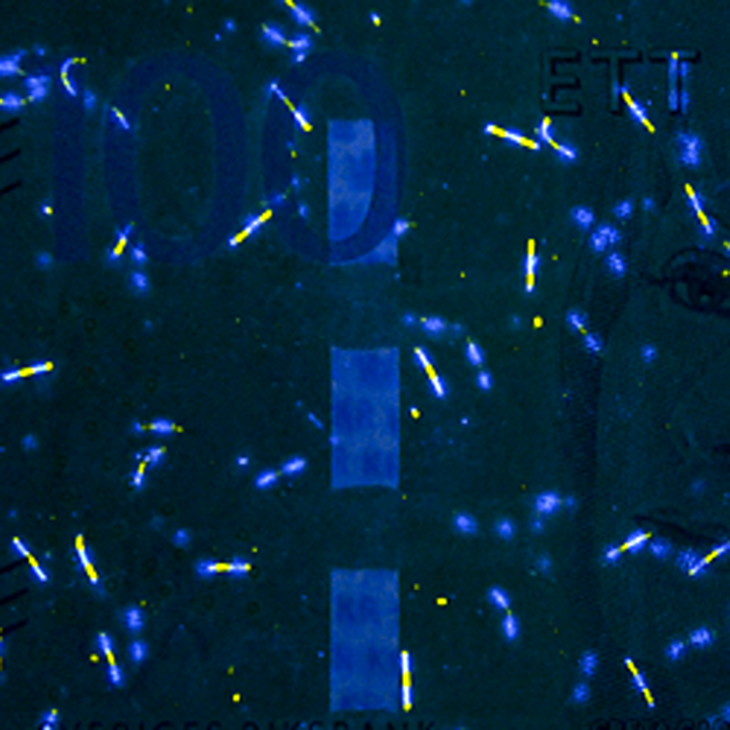 100-kronorssedel UV-fibrer fram)