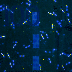 100-kronorssedel UV-fibrer fram