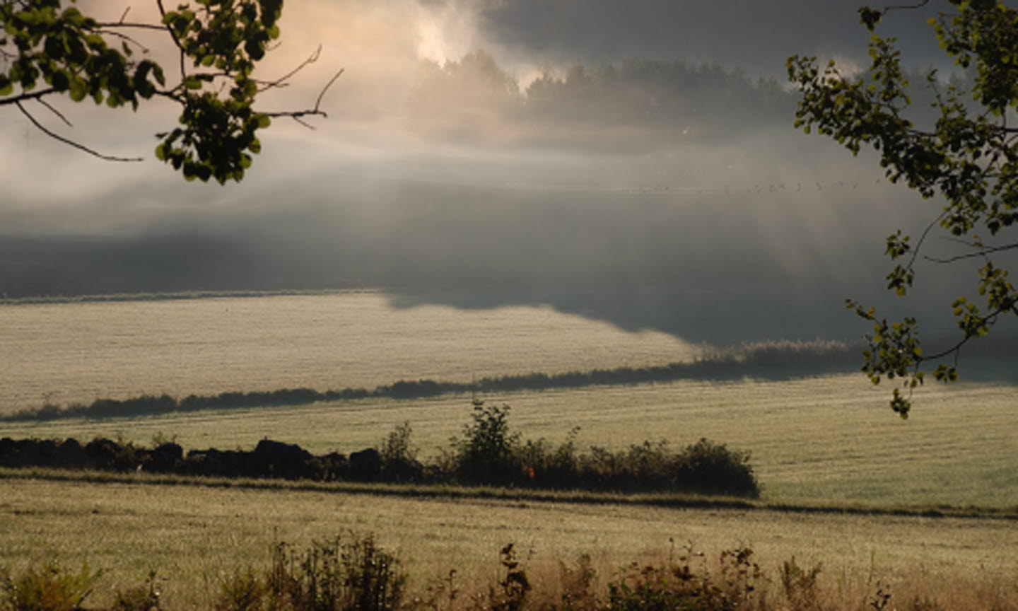 Landskap med morgondimma