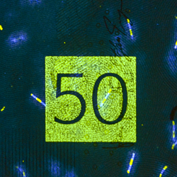 50-kronorssedel UV-bild bak